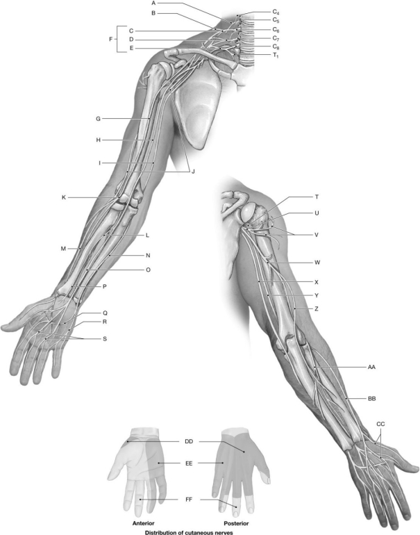 Figure 14.7     Using the figure above, identify the labeled part. -Label Q: ______________________________