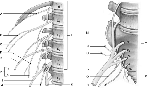 Figure 14.8     Using the figure above, identify the labeled part. -Label N: ______________________________