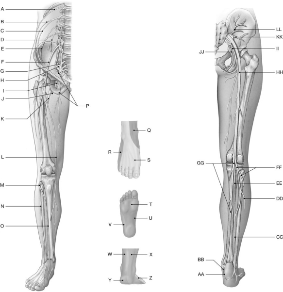 Figure 14.9     Using the figure above, identify the labeled part. -Label W: ______________________________