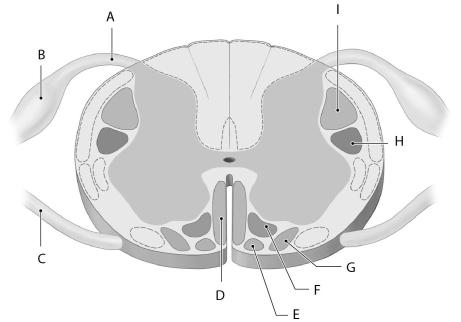 Figure 15.2     Using the figure above, identify the labeled part. -Label G: ______________________________