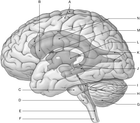 Figure 16.1     Using the figure above, identify the labeled part. -Label J: ______________________________