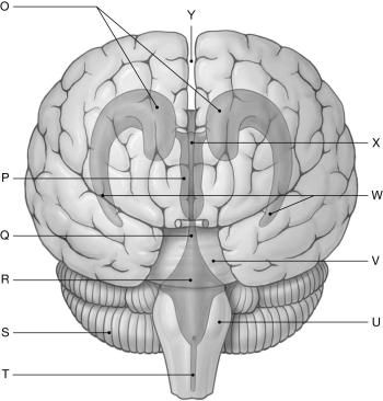 Figure 16.2     Using the figure above, identify the labeled part. -Label R: ______________________________