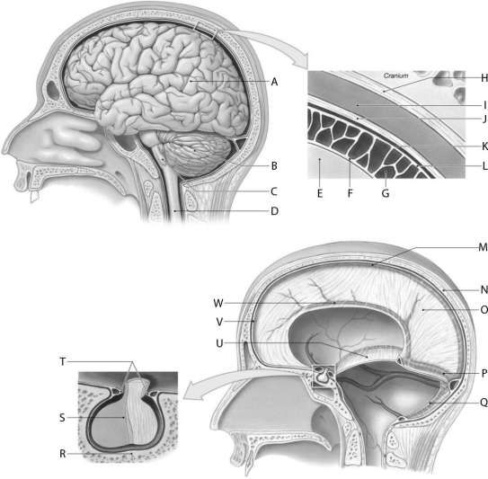 Figure 16.3     Using the figure above, identify the labeled part. -Label S: ______________________________