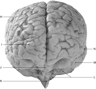 Figure 16.5     Using the figure above, identify the labeled part. -Label M: ______________________________