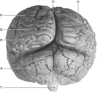 Figure 16.6     Using the figure above, identify the labeled part. -Label S: ______________________________