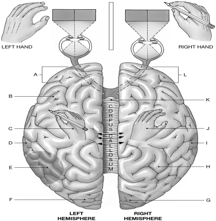 Figure 16.9     Using the figure above, identify the labeled part. -Label B: ______________________________