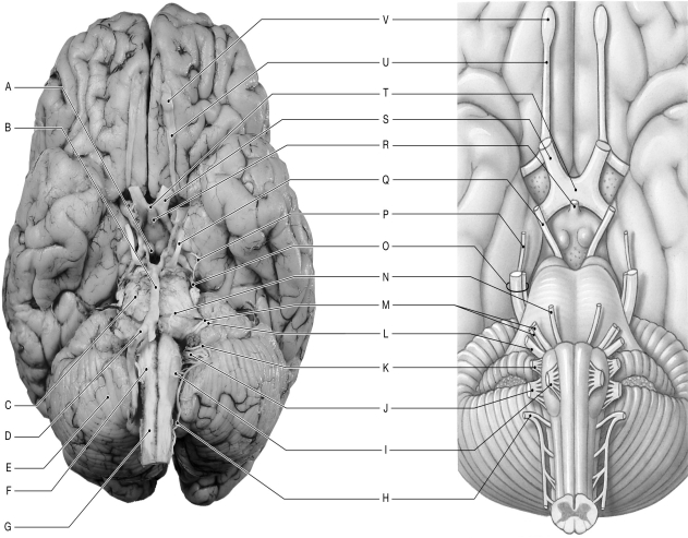 Figure 16.10     Using the figure above, identify the labeled part. -Label B: ______________________________