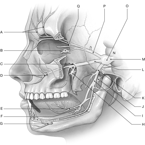 Figure 16.12     Using the figure above, identify the labeled part. -Label A: ______________________________