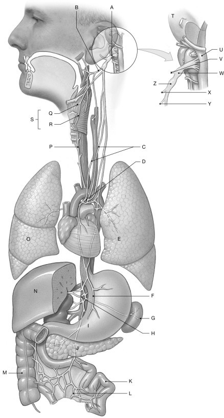 Figure 16.13     Using the figure above, identify the labeled part. -Label B: ______________________________