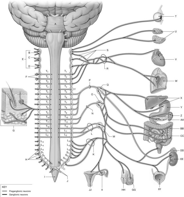 Figure 17.1     Using the figure above, identify the labeled part. -Label E: ______________________________