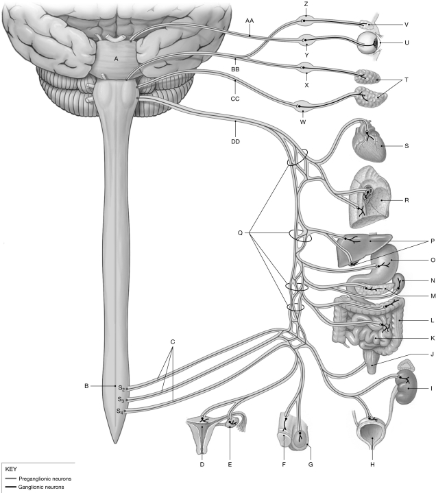 Figure 17.2     Using the figure above, identify the labeled part. -Label F: ______________________________
