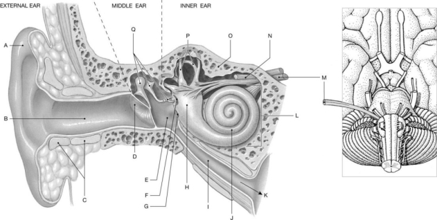 Figure 18.1     Using the figure above, identify the labeled part. -Label H: ______________________________