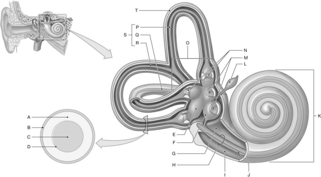 Figure 18.2     Using the figure above, identify the labeled part. -Label A: ______________________________