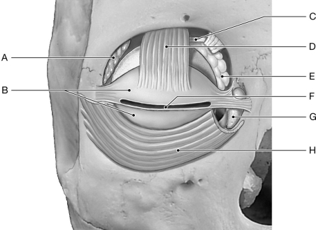 Figure 18.3     Using the figure above, identify the labeled part. -Label A: ______________________________