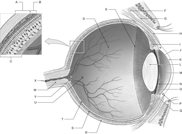 Figure 18.4     Using the figure above, identify the labeled part. -Label P: ______________________________