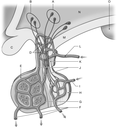 Figure 19.2     Using the figure above, identify the labeled part. -Label I: ______________________________