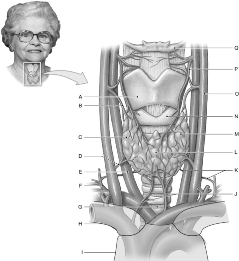 Figure 19.3     Using the figure above, identify the labeled part. -Label B: ______________________________