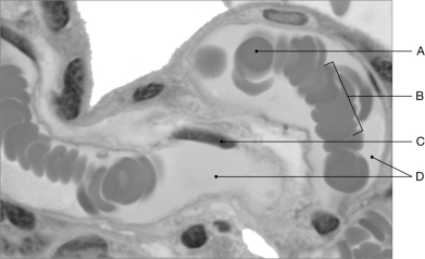 Figure 20.1     Using the figure above, identify the labeled part. -Label B: ______________________________