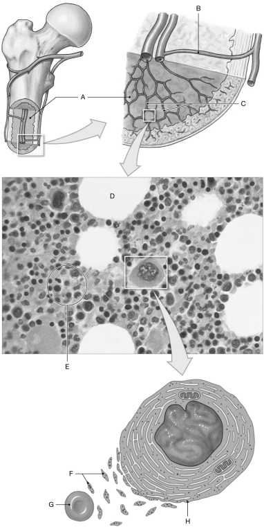 Figure 20.2     Using the figure above, identify the labeled part. -Label C: ______________________________