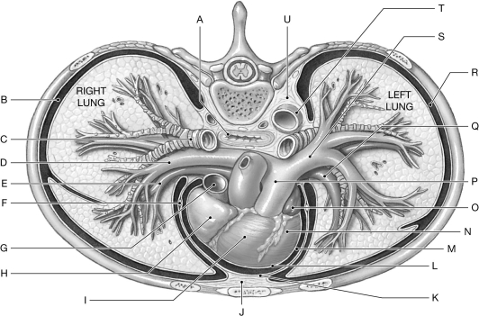 Figure 21.1     Using the figure above, identify the labeled part. -Label D: ______________________________