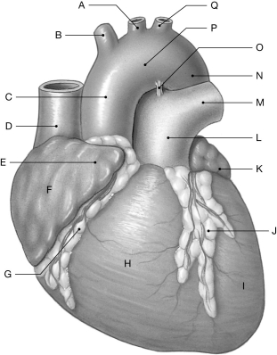 Figure 21.2     Using the figure above, identify the labeled part. -Label G: ______________________________