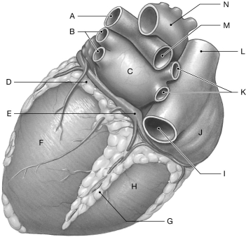 Figure 21.3     Using the figure above, identify the labeled part. -Label A: ______________________________