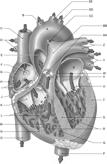 Figure 21.4     Using the figure above, identify the labeled part. -Label BB: ______________________________