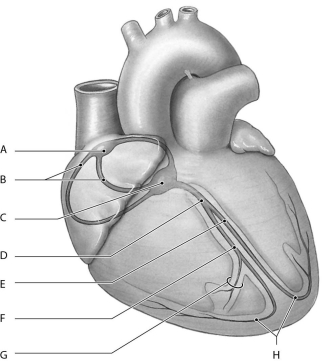 Figure 21.5     Using the figure above, identify the labeled part. -Label B: ______________________________