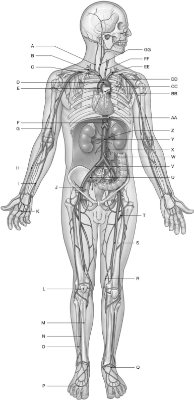 Figure 22.1     Using the figure above, identify the labeled part. -Label M: ______________________________