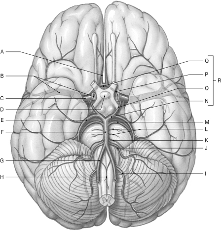 Figure 22.2     Using the figure above, identify the labeled part. -Label C: ______________________________