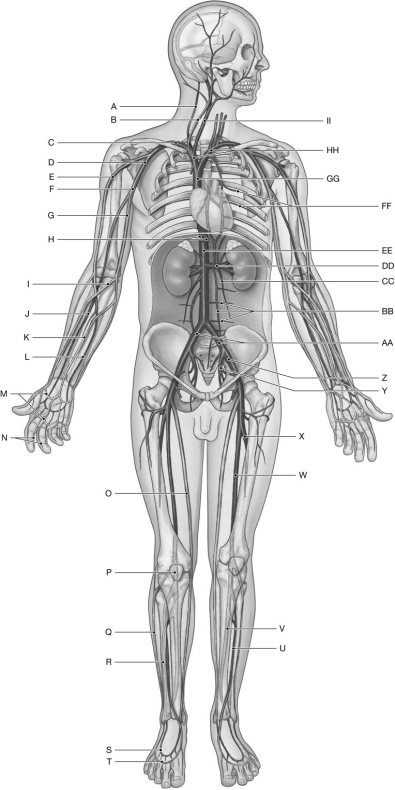 Figure 22.3     Using the figure above, identify the labeled part. -Label CC: ______________________________