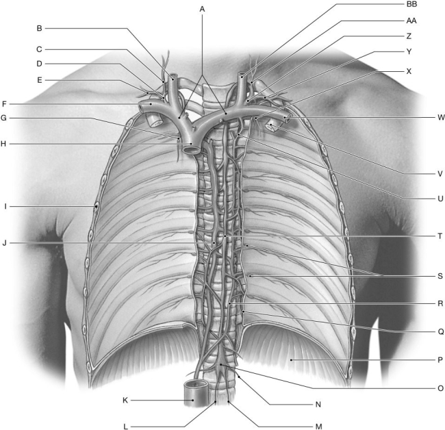 Figure 23.2     Using the figure above, identify the labeled part. -Label Y: ______________________________