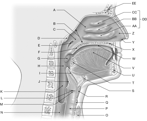 Figure 24.1     Using the figure above, identify the labeled part. -Label BB: ______________________________