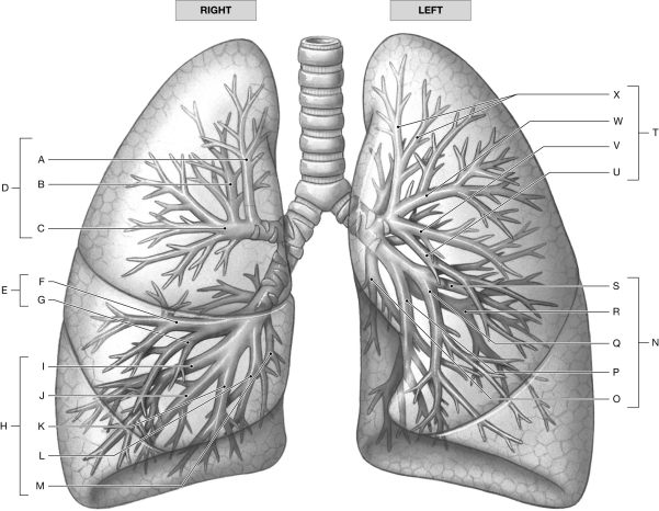 Figure 24.2     Using the figure above, identify the labeled part. -Label V: ______________________________
