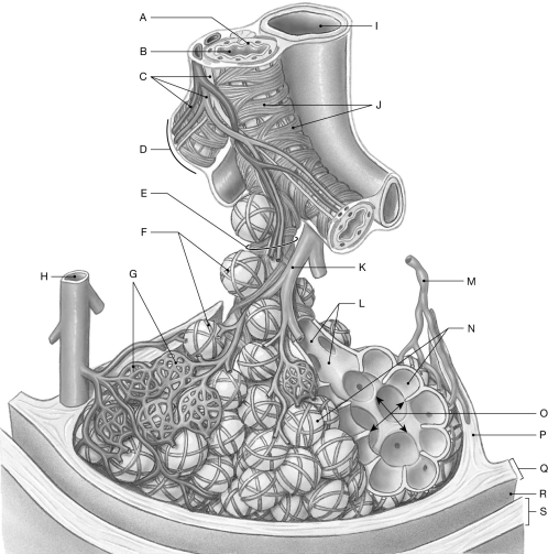 Figure 24.3     Using the figure above, identify the labeled part. -Label B: ______________________________