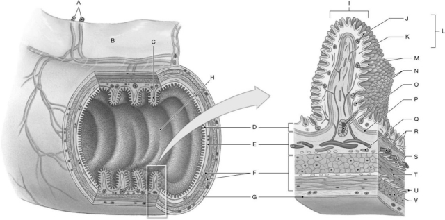 Figure 25.1     Using the figure above, identify the labeled part. -Label T: ______________________________