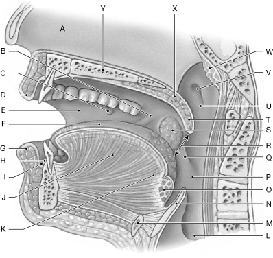 Figure 25.2     Using the figure above, identify the labeled part. -Label W: ______________________________