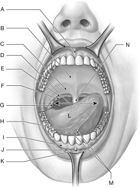 Figure 25.3     Using the figure above, identify the labeled part. -Label B: ______________________________