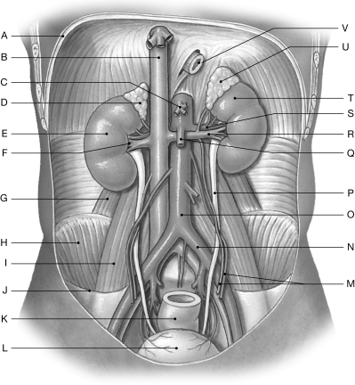 Figure 26.1     Using the figure above, identify the labeled part. -Label O: ______________________________
