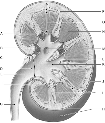 Figure 26.3     Using the figure above, identify the labeled part. -Label L: ______________________________