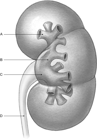 Figure 26.4     Using the figure above, identify the labeled part. -Label D: ______________________________