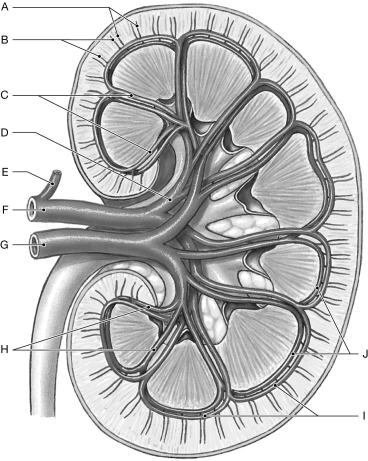 Figure 26.5     Using the figure above, identify the labeled part. -Label D: ______________________________