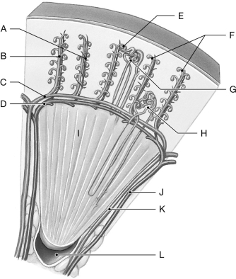 Figure 26.6     Using the figure above, identify the labeled part. -Label A: ______________________________