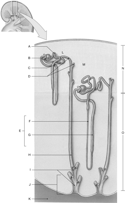 Figure 26.7     Using the figure above, identify the labeled part. -Label O: ______________________________