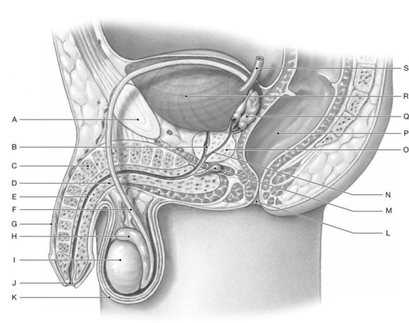 Figure 27.1     Using the figure above, identify the labeled part. -Label K: ______________________________