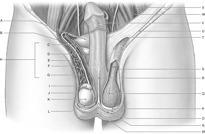 Figure 27.2     Using the figure above, identify the labeled part. -Label M: ______________________________