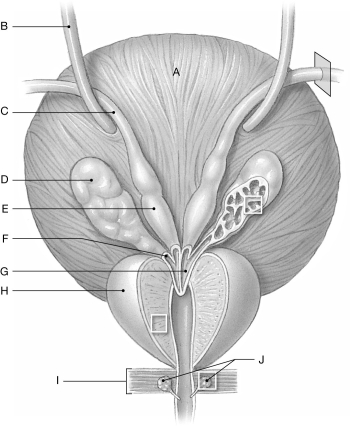 Figure 27.3     Using the figure above, identify the labeled part. -Label A: ______________________________