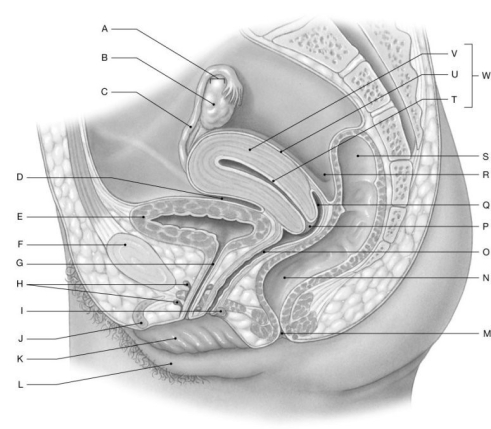 Figure 27.4     Using the figure above, identify the labeled part. -Label C: ______________________________