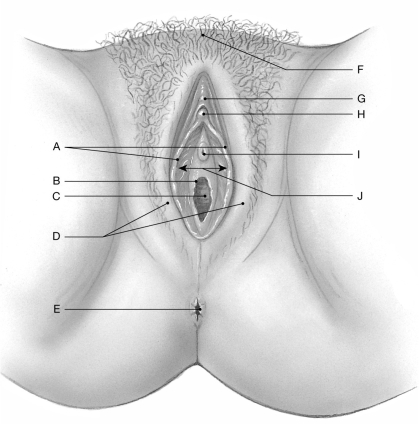 Figure 27.6     Using the figure above, identify the labeled part. -Label I: ______________________________