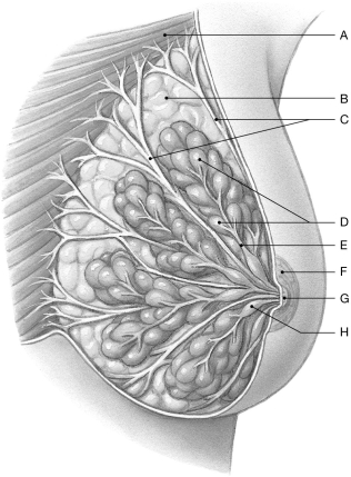 Figure 27.7     Using the figure above, identify the labeled part. -Label A: ______________________________